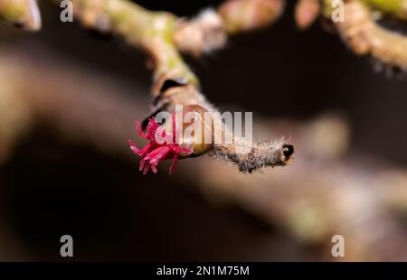 I cetrioli femminili dell'albero di Hazel compaiono dopo che il maschio più grande, i cetrioli che producono polline sono cresciuti e hanno sparso il loro polline nel vento. Foto Stock