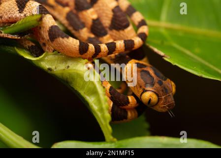 Serpente di vite a testa piatta (Imantodes cenchoa), Orellana, Ecuador Foto Stock