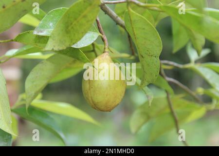 Frutta e foglie di Nutmeg (Myristica fragrans) isolate su fondo verde naturale Foto Stock