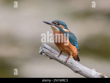 Un giovane maschio Kingfisher (Alcedo atthis) che guarda in alto. Arroccato su un ramo che mostra i suoi bei colori con un chiaro sfondo pastello. Suffol Foto Stock