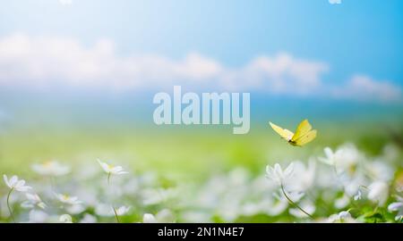 Bellissima natura di sfondo di primavera sfocata con glade fiorente, farfalla e cielo blu in una giornata di sole Foto Stock