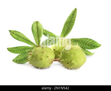 Castagne di cavallo e foglie di albero su sfondo bianco Foto Stock