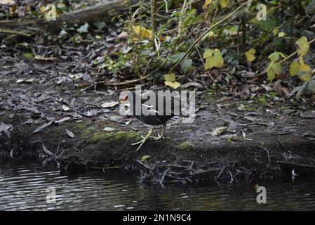 Comune Moorhen (Gallinula chloropus) scendendo da una fangosa banca del lago in acqua contro un frondoso sfondo nel mese di dicembre in Staffordshire, Regno Unito Foto Stock