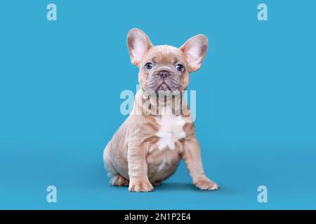 Cucciolo di cane Bulldog francese fawn rosso seduto su sfondo blu Foto Stock