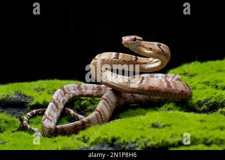 Gatto serpente dentato in posizione di attacco Foto Stock