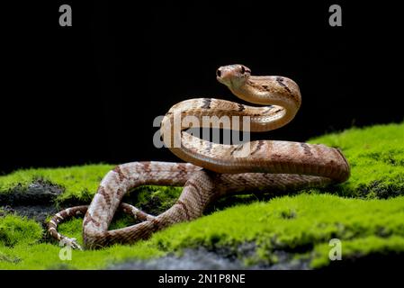 Gatto serpente dentato in posizione di attacco Foto Stock