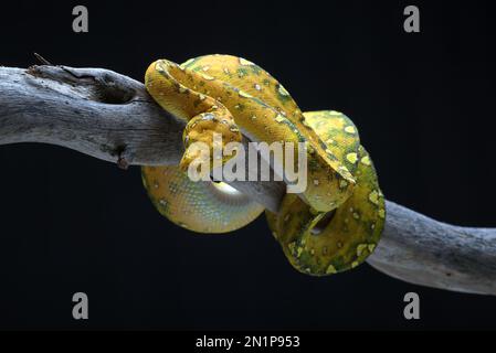 Giovane albero verde phyton su sfondo nero Foto Stock