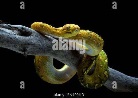 Giovane albero verde phyton su sfondo nero Foto Stock