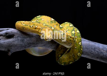 Giovane albero verde phyton su sfondo nero Foto Stock