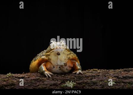 Rana africana di toro mangiare un topo come sua preda Foto Stock