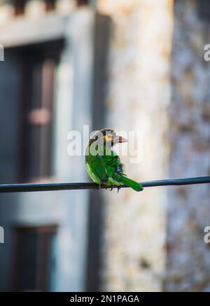 La barbet dalla testa bruna (Psilopogon zeylanicus) è una specie di barbet asiatica originaria del subcontinente indiano Foto Stock