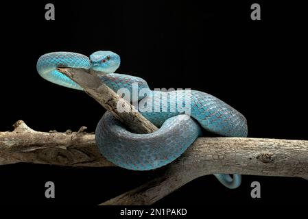 Vipera blu in fondo scuro Foto Stock