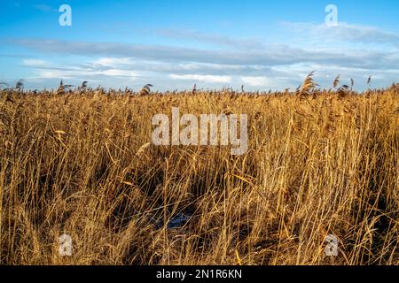 Primo piano della canna comune (Phragmites communis) Foto Stock