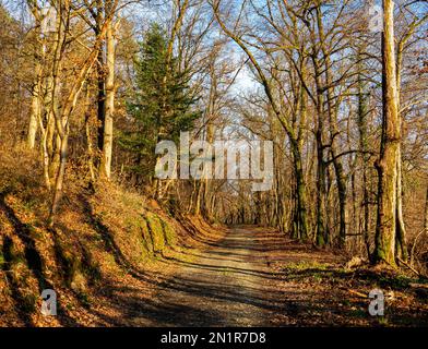 Sentiero nella foresta nelle Ardenne, Belgio Foto Stock