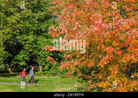 Colore autunnale a Regents Park, Londra, Regno Unito. Foto Stock