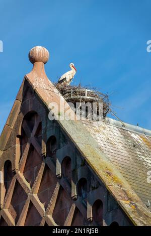 Cicogna bianca nel suo nido su un tetto nel villaggio di Munster, regione Alsazia, Francia Foto Stock