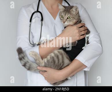 PET dopo operazione cavitaria, castrazione, sterilizzazione. Medico veterinario con stetoscopio che tiene carino gatto sparso in bendaggio postoperatorio, nero Foto Stock