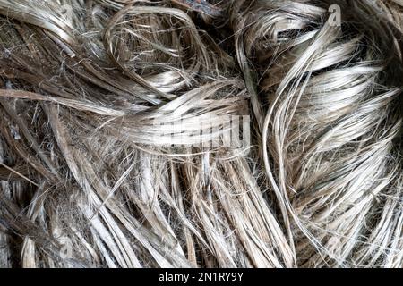 Struttura di fibra di iuta grezza. Coltivazione della iuta a Gaibandha, Bangladesh. Iuta è conosciuta come il fiber.IT dorato è Foto Stock