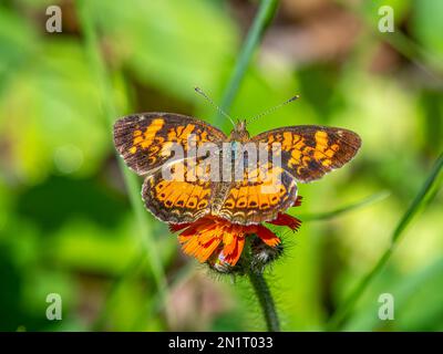 Una bella farfalla Pearl Crescent catturata mentre si mangia su un bosco di northwoods con fiori selvatici. Foto Stock