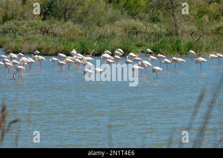 Paesaggio di una zona umida nella Camargue, con grandi Flamingos (Fenicotterus roseus) in acqua, Bouches du Rhone, Sud della Francia Foto Stock