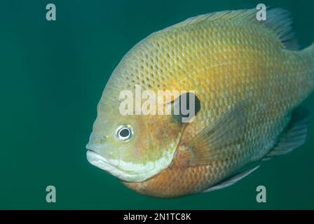 Primo piano del lato di una scala e pinne bluegill Foto Stock