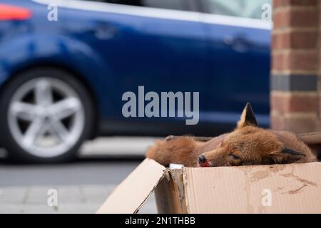 Una volpe urbana (vulpi) è morta per una collisione stradale, uccisa e posta con attenzione da un gentile residente in una scatola di cartone e in attesa di essere raccolta sul lato della strada a Londra sud, il 4th gennaio 2023, a Londra, in Inghilterra. Si stima che ogni anno 100.000 volpi vengano uccise sulle strade del Regno Unito e che le collisioni con veicoli rappresentino probabilmente la loro fonte più significativa di mortalità. Foto Stock