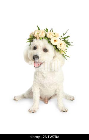 Adorabile Bichon vestito da corona fatto di bei fiori su sfondo bianco Foto Stock