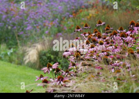 Un'esposizione autunnale di erbe e echinacea purpurea, o coneflower viola, di fronte a un confine erbaceo in un giardino britannico settembre Foto Stock