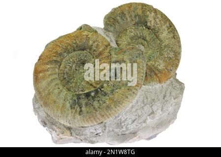 ammonites (Orthosphinctes sp) della cava di Endress, Grünberg, Germania, isolato su sfondo bianco Foto Stock