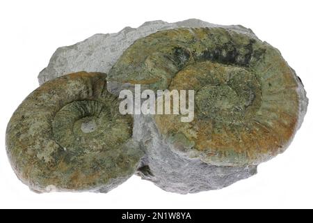 ammonites (Orthosphinctes sp) della cava di Endress, Grünberg, Germania, isolato su sfondo bianco Foto Stock