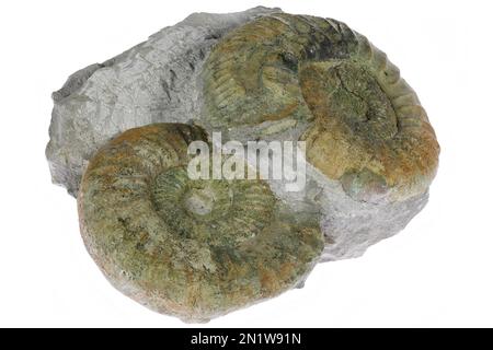 ammonites (Orthosphinctes sp) della cava di Endress, Grünberg, Germania, isolato su sfondo bianco Foto Stock