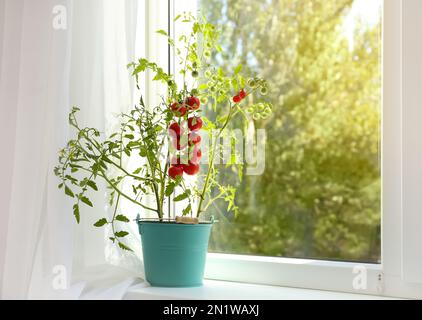 Pianta di pomodoro in secchio sul davanzale della finestra all'interno. Spazio per il testo Foto Stock