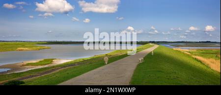 Pecore che pascolano su diga nella riserva naturale piano Tureluur mostrando Flaauwers / Flauwers inlaag, Kerkwerve, Schouwen-Duiveland, Paesi Bassi Foto Stock