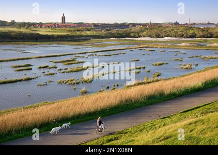 Ciclista femminile in bicicletta con due cani lungo la palude con vista su Westkapelle con il suo faro del 15th ° secolo, Veere, Zeeland, Paesi Bassi Foto Stock