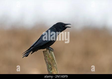 Carrion Crow (Corvus corone) arroccato su palo di recinzione in legno e chiamata Foto Stock