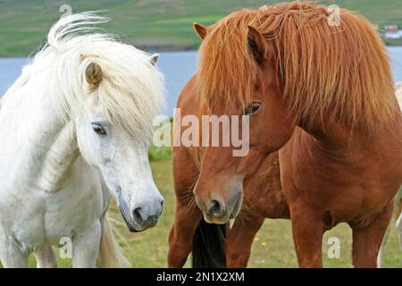 Primo piano di coppia di cavalli islandesi bianchi e bruni selvatici che si guardano l'un l'altro, verdi pascoli e lago - Islanda Foto Stock