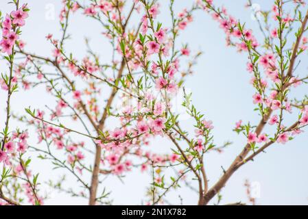 Fiori di pesco durante il periodo primaverile. Fioritura di rami di pesca Foto Stock