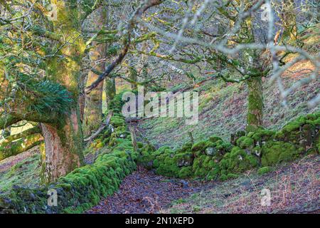 Vecchio muro di pietra a Movern, Scozia, sotto gli alberi e coperto di muschio, felci e lichene. Foto Stock