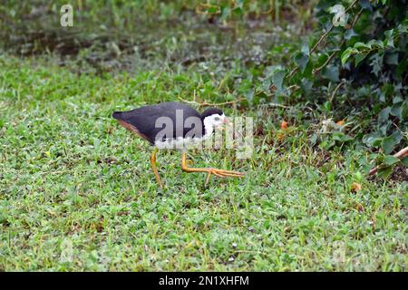 Gallina bianca, Râle à poitrine blanche, Amaurornis phoenicurus, fehérmellű lápityúk, Srí Lanka, Asia Foto Stock