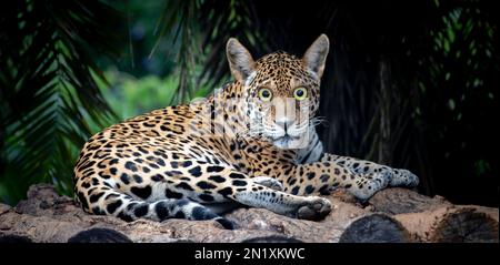 Foto montaggio , fusione di immagini , jaguar con occhi di gufo e orecchie di lupo maneggiato Foto Stock