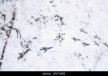 Bird Orme nella neve Foto Stock
