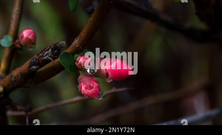 Cespuglio fiorito con frutta commestibile fiori di cotogna giapponese 'Sargentii' (Chaenomeles japonica). Foto Stock