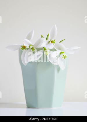 Fiori freschi di neve bianchi in vaso di ceramica Foto Stock
