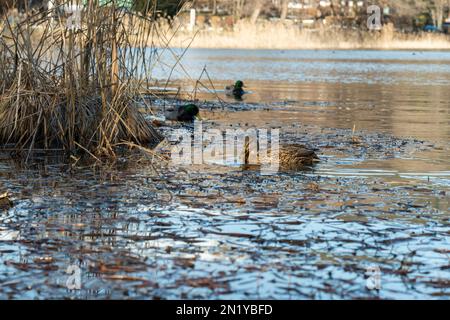 acqua sporca soluzione di anatra natura inquinamento sporco Foto Stock