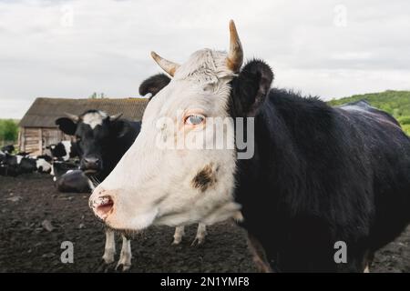 Primo piano ritratto di mucca curiosa tra mandria di mucche e tori. Gli animali da allevamento sono al pascolo nel paddock. Allevamento di animali in campagna. Foto Stock