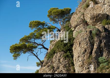 riviera Italiana - Camogli, Liguria, Italia. Paesaggio panoramico con ripide scogliere e alberi durante una giornata di sole Foto Stock