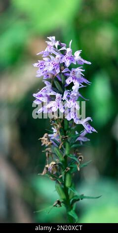 Fiore di comune orchidea macchiato in Italia Foto Stock