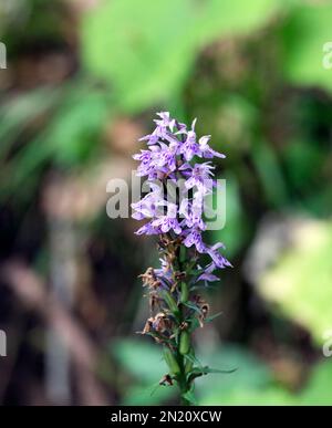 Fiore di comune orchidea macchiato in Italia Foto Stock