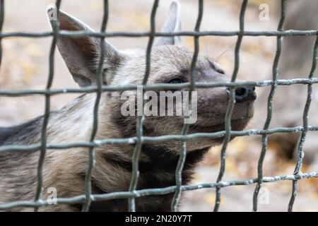 Hyena guarda da dietro una recinzione in gabbia di metallo allo zoo Foto Stock