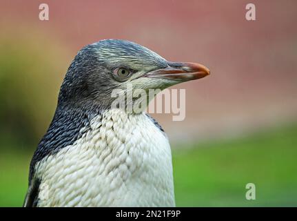 Pinguino nel giusto profilo - Nuova Zelanda Foto Stock